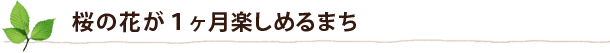 桜の花が1ヶ月楽しめるまち