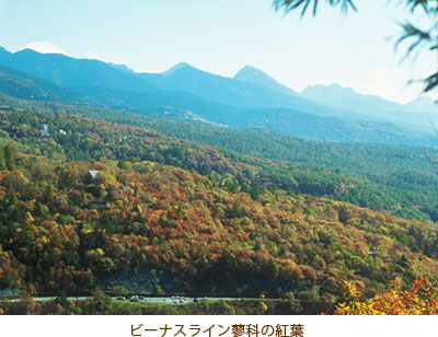 ビーナスライン蓼科の紅葉
