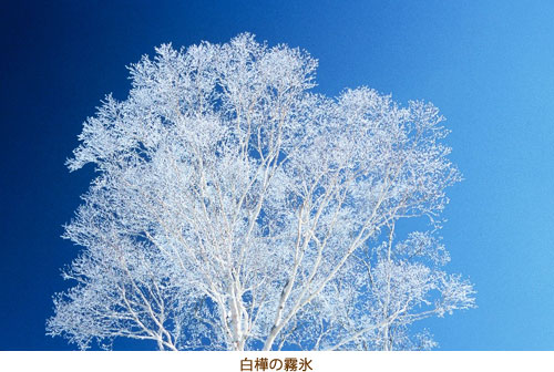 白樺の霧氷